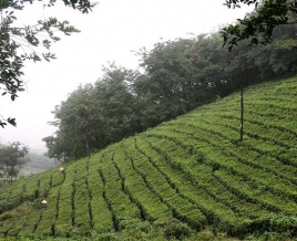 方山茶场